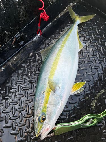 イナダの釣果