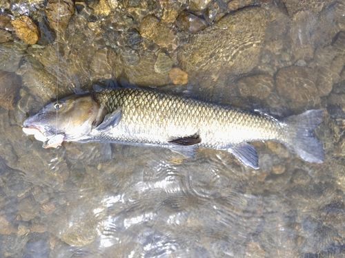 ニゴイの釣果