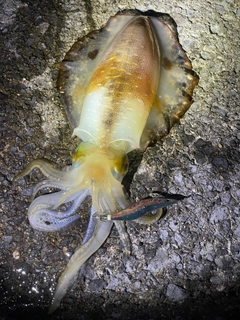 アオリイカの釣果