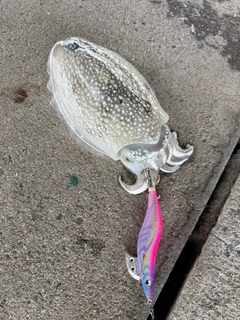 シリヤケイカの釣果