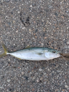 ツバイソの釣果