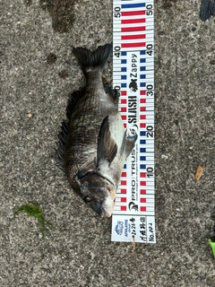 クロダイの釣果