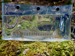 ヤマトイワナの釣果