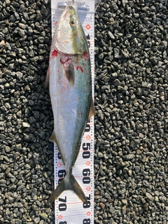 ワラサの釣果