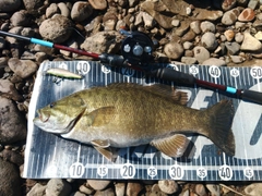 スモールマウスバスの釣果
