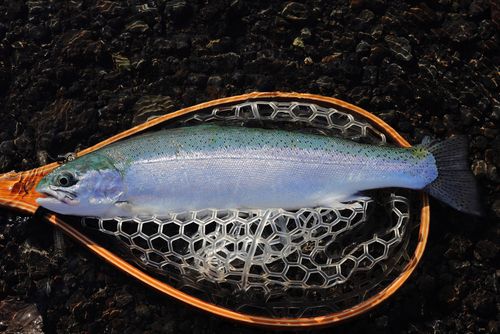 ニジマスの釣果