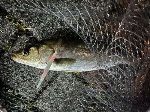 セイゴ（マルスズキ）の釣果