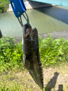 ナマズの釣果