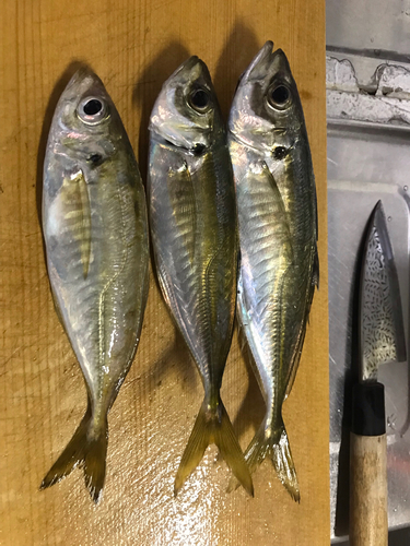 アジの釣果