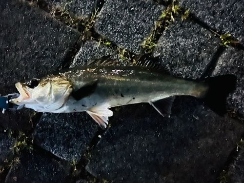 セイゴ（マルスズキ）の釣果