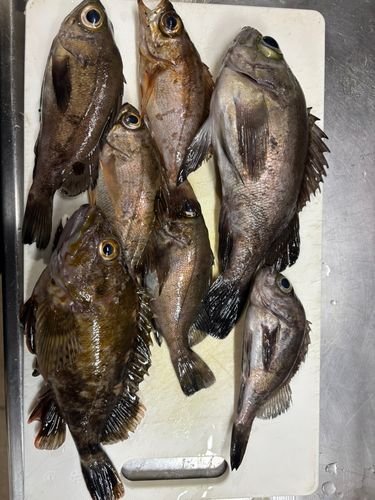 メバルの釣果
