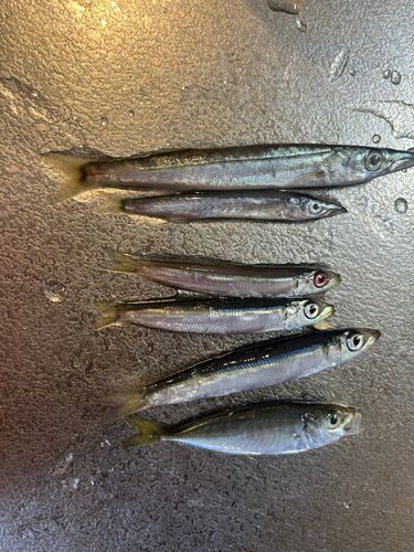 カマスの釣果