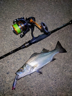 ヒラスズキの釣果