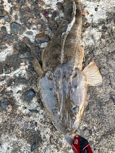 マゴチの釣果