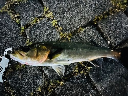 セイゴ（マルスズキ）の釣果