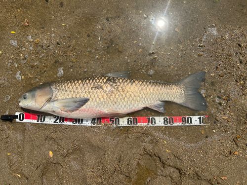 ソウギョの釣果