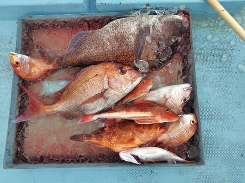 タイの釣果