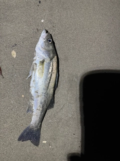 スズキの釣果