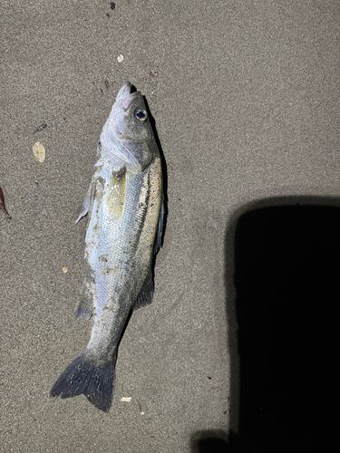 スズキの釣果