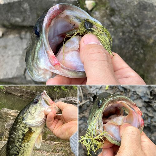 ブラックバスの釣果