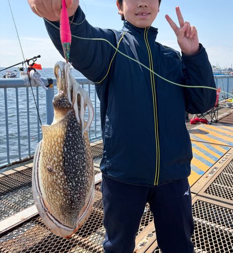 シリヤケイカの釣果