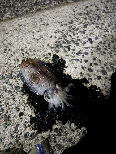 コウイカの釣果