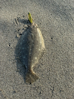 ソゲの釣果