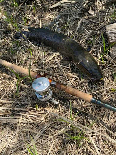 ライギョの釣果