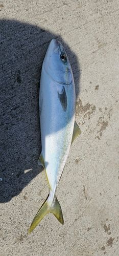 イナダの釣果