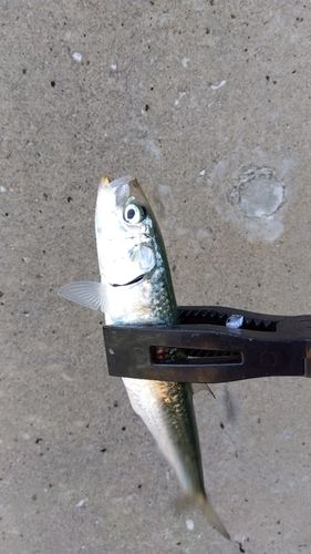 マイワシの釣果