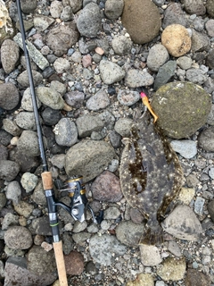 ヒラメの釣果