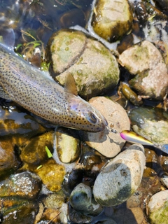 ニジマスの釣果