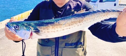 サゴシの釣果