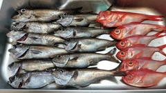 クロムツの釣果