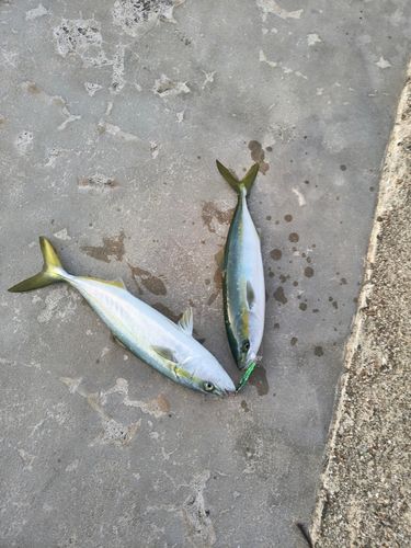 ツバイソの釣果