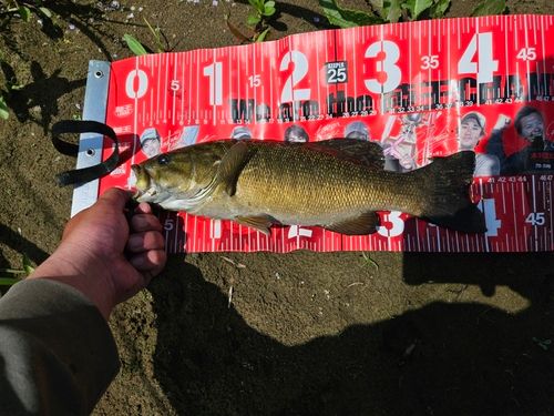 スモールマウスバスの釣果