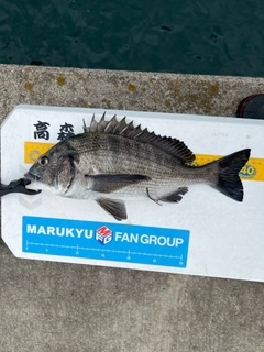 クロダイの釣果