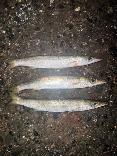 アカカマスの釣果