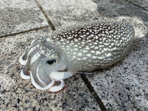 シリヤケイカの釣果
