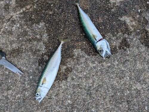 サバの釣果