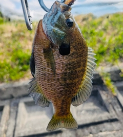 ブルーギルの釣果