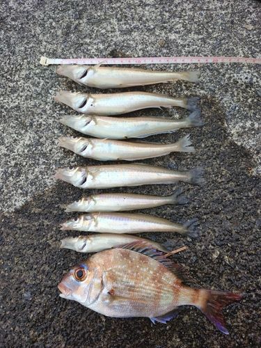 キスの釣果