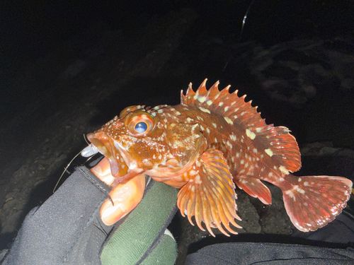 カサゴの釣果