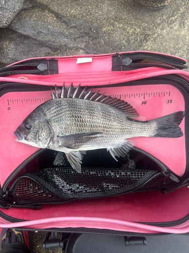 チヌの釣果