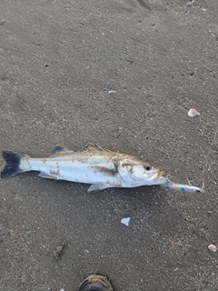 スズキの釣果