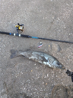 スズキの釣果