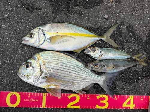 シマアジの釣果