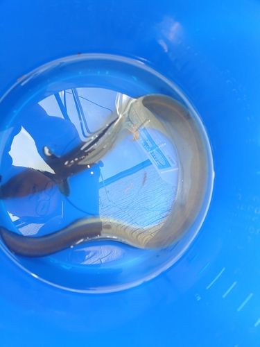 ウナギの釣果