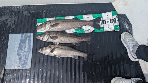 セイゴ（マルスズキ）の釣果