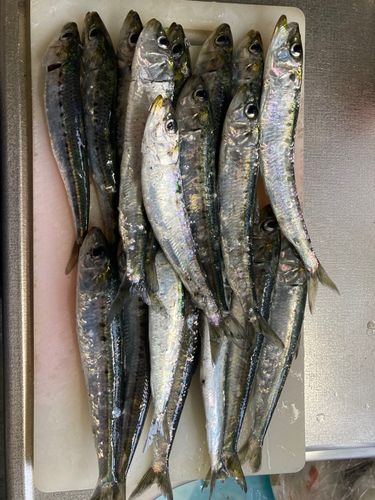 イワシの釣果